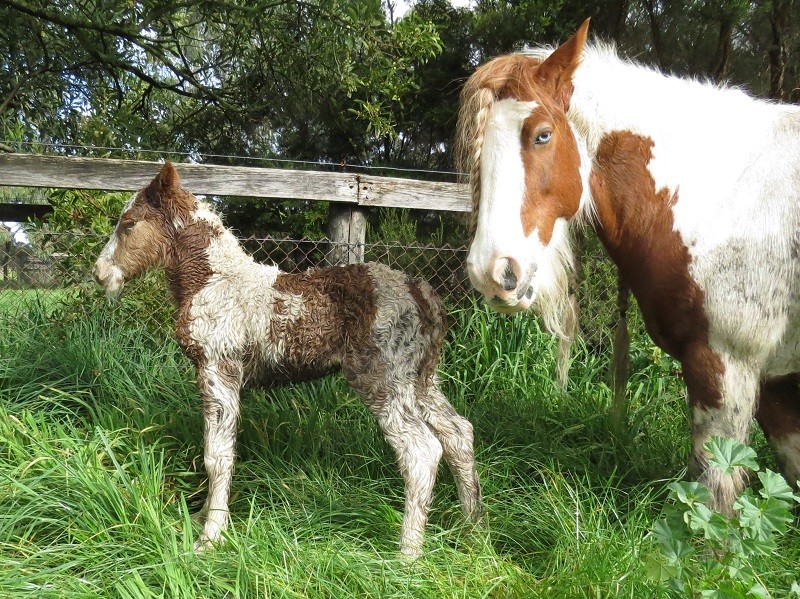 146 Belladonna x Gypsey Cob cf 23-8 1d